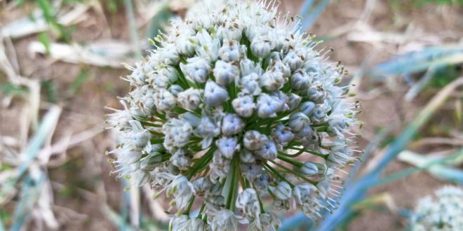 the flower of an onion plant