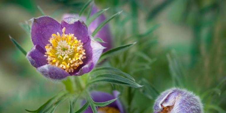 pulsatilla blossom